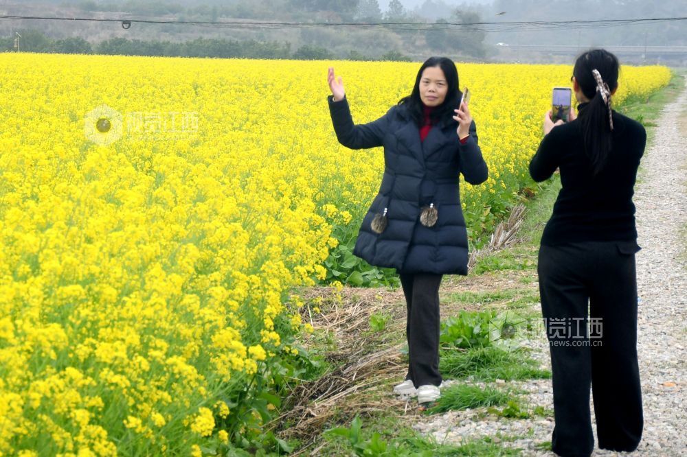 江西南丰：油菜花开游客来（图）