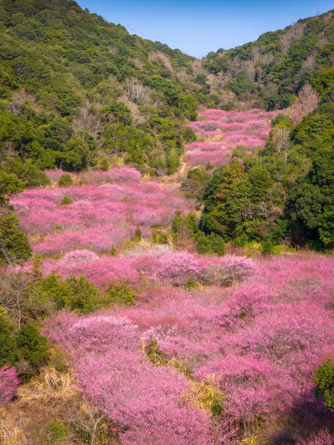 2.4 周昱全 奉化莼湖街道梅花 (2).jpg