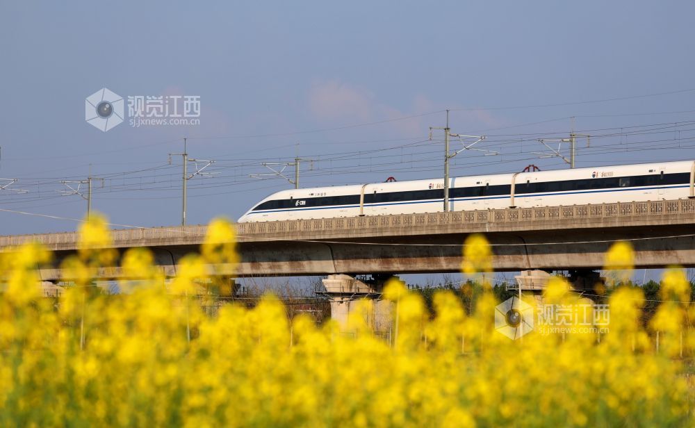 2026年2月22日，江西省吉安市泰和县塘洲镇土洲村境内，一列高铁动车奔驰在昌赣高铁云亭河特大桥上，穿越花海，驶向春天。