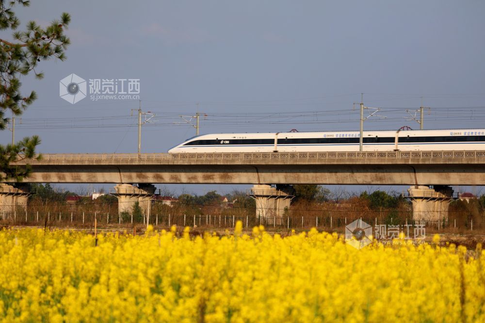 2026年2月22日，江西省吉安市泰和县塘洲镇土洲村境内，一列高铁动车奔驰在昌赣高铁云亭河特大桥上，穿越花海，驶向春天。