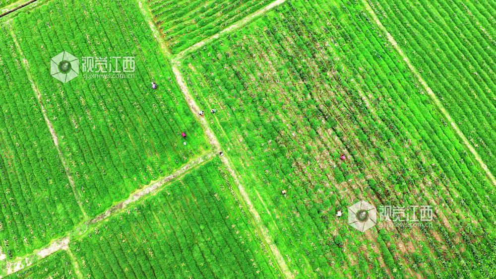 2026年2月27日,江西省吉安市峡江县巴邱镇坳上村,村民在田间劳作。