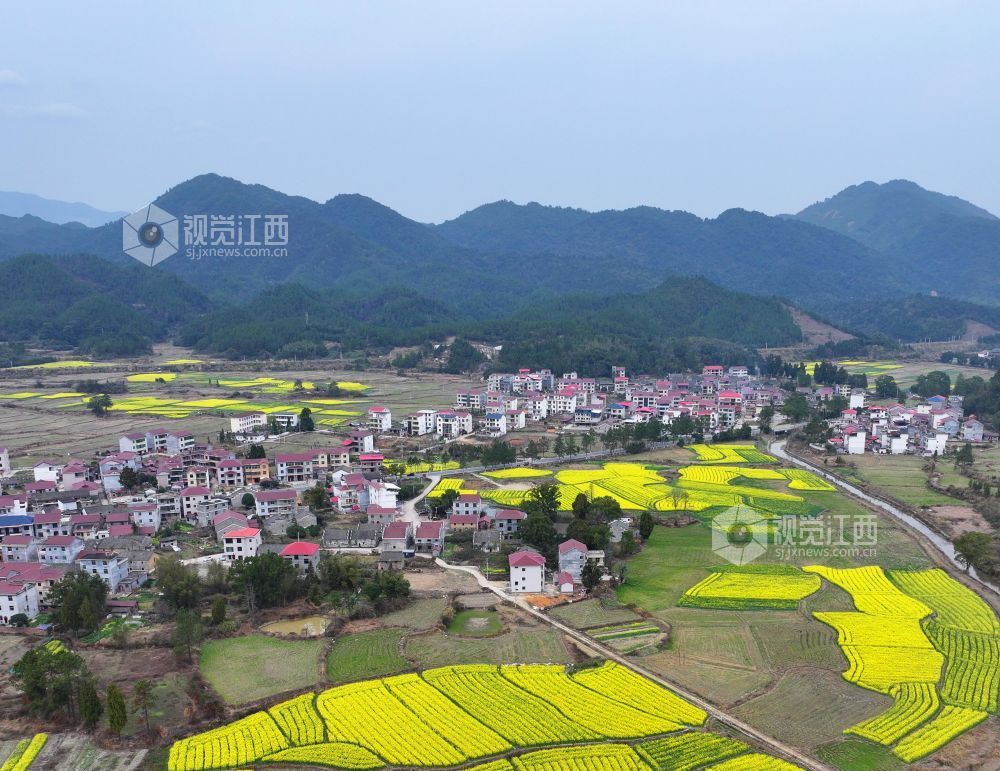 2026年2月23日,江西省井冈山市碧溪镇游家村,金黄的油菜花与村庄农房、大山相映成景,春日田园美丽如画。