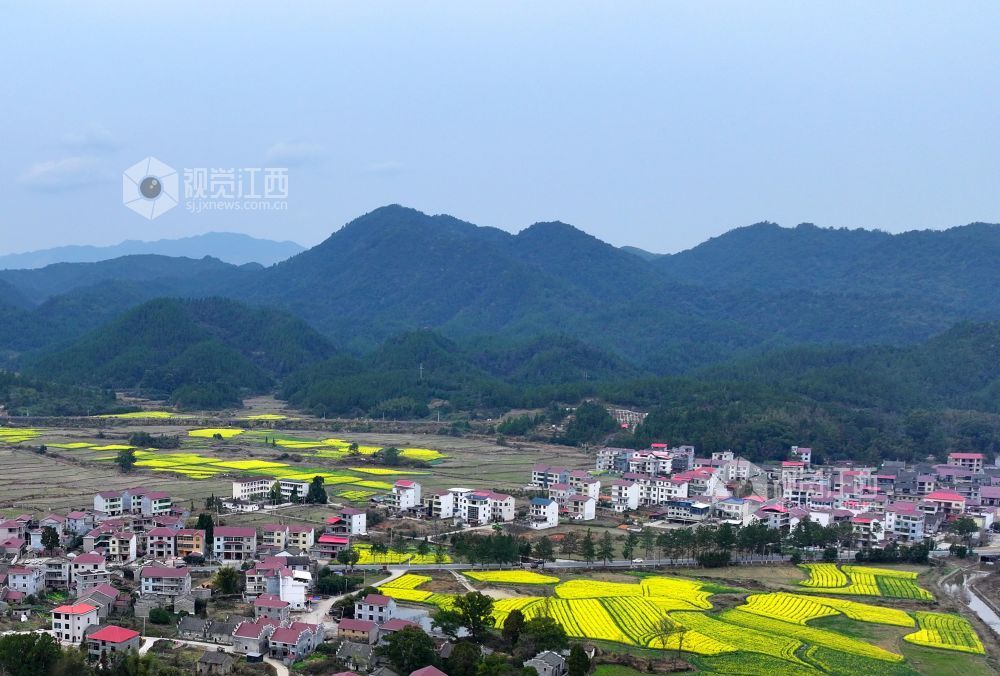 2026年2月23日,江西省井冈山市碧溪镇游家村,金黄的油菜花与村庄农房、大山相映成景,春日田园美丽如画。
