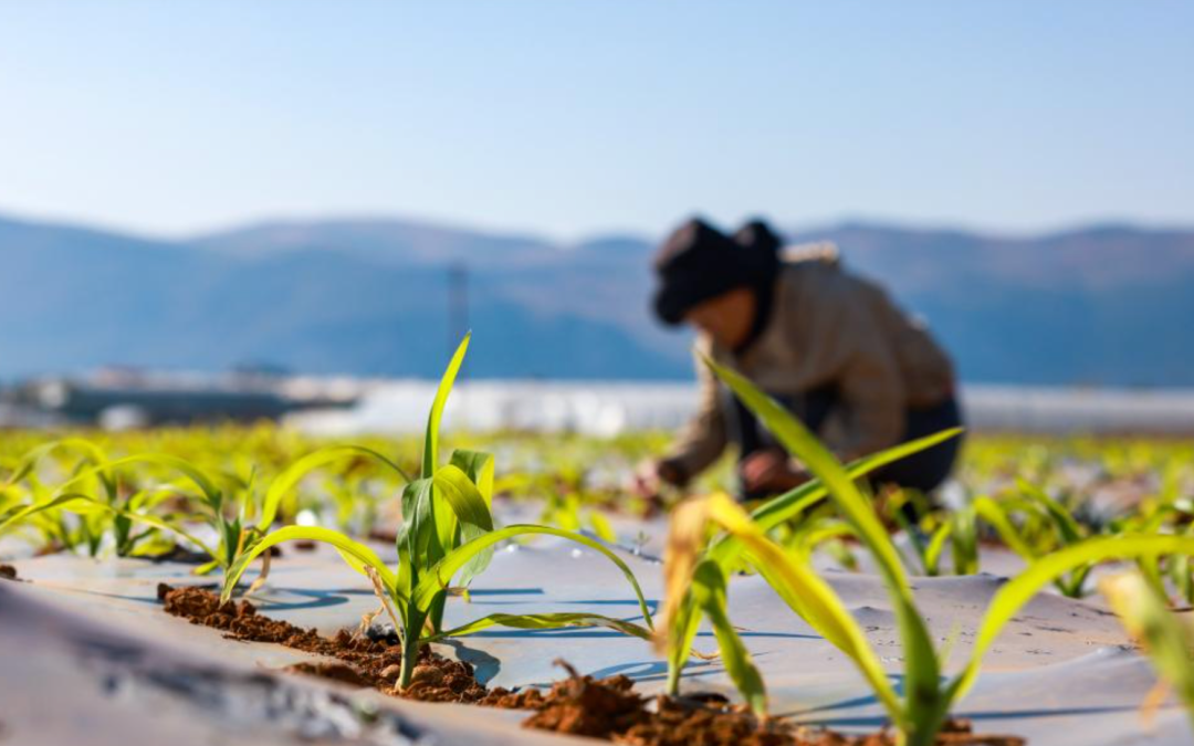 2月1日,农户在云南省红河哈尼族彝族自治州开远市羊街乡的农田里管护发芽出土的玉米 图源:新华社