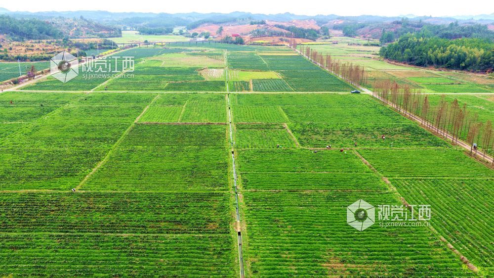 2026年2月27日,江西省吉安市峡江县巴邱镇坳上村,村民在田间劳作。