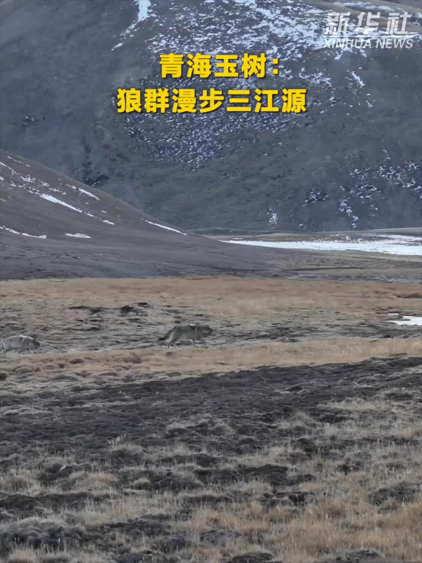 秀我中国｜青海玉树：狼群漫步三江源