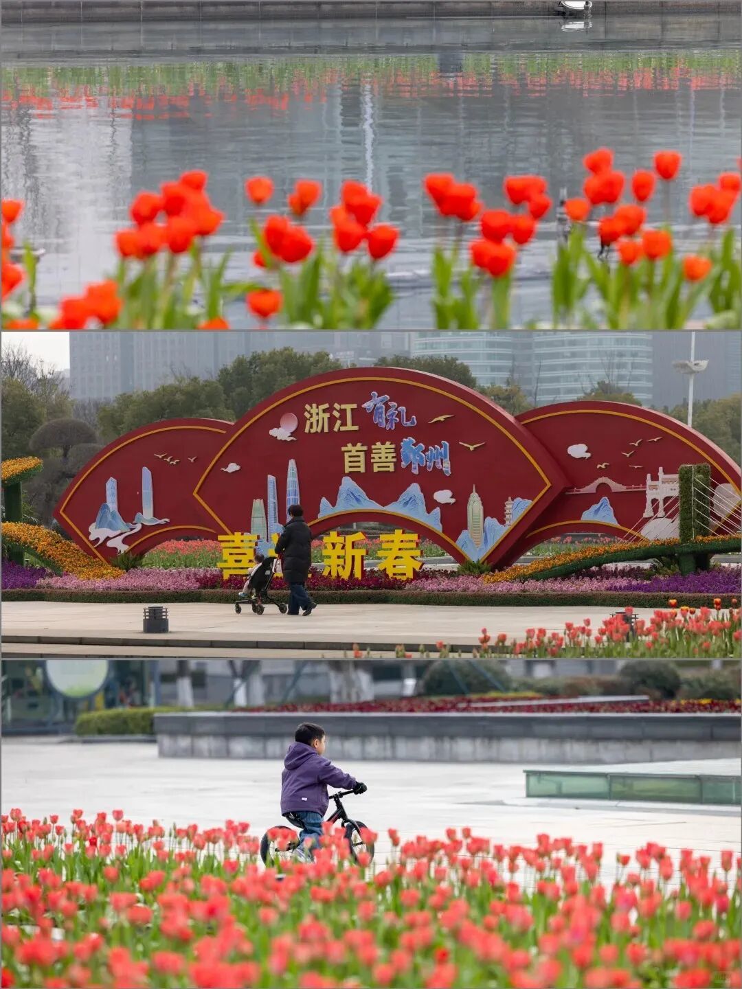 2026第一波郁金香开了 2.13现场实拍_3_漫步光影_来自小红书网页版.jpg