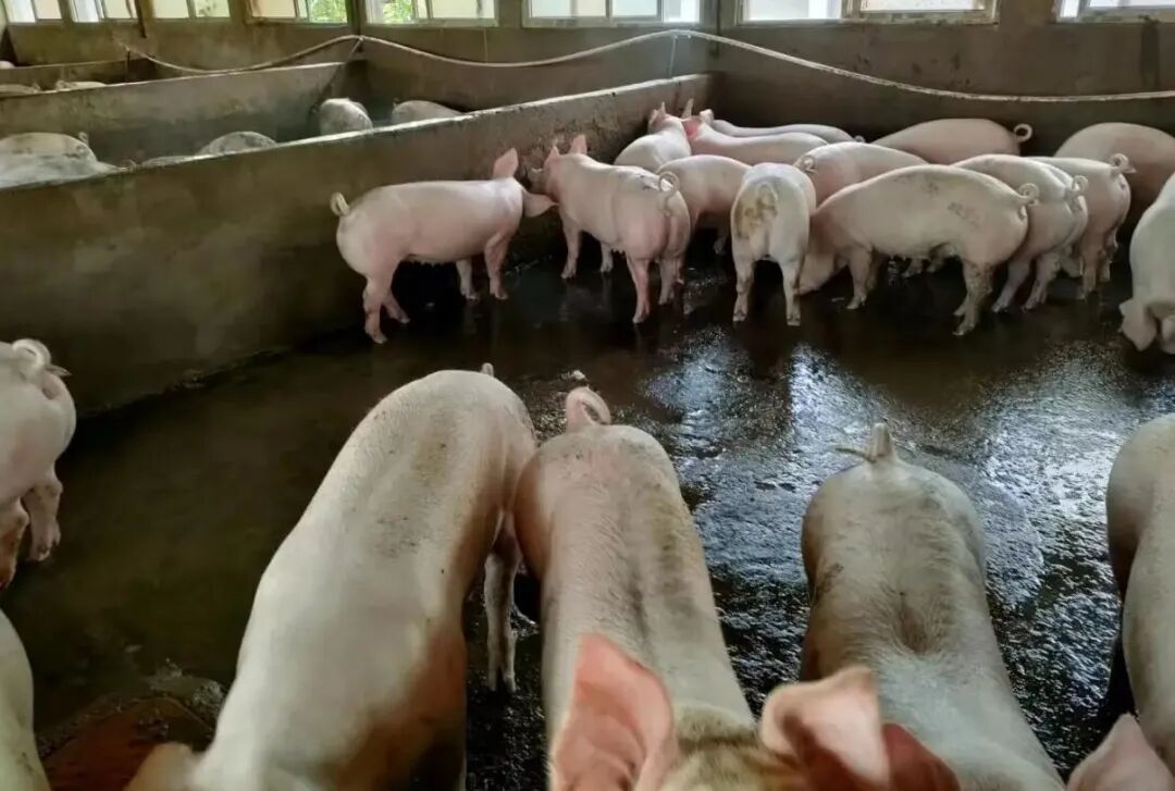 太康：养猪产业“加速度” 乡村振兴新动能_太康县人民政府