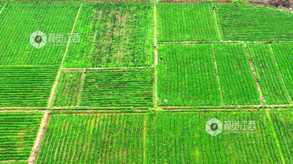 2026年2月27日,江西省吉安市峡江县巴邱镇坳上村,村民在田间劳作。