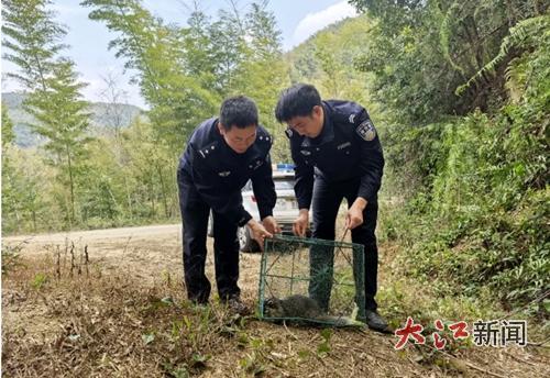 民警将花面狸放生
