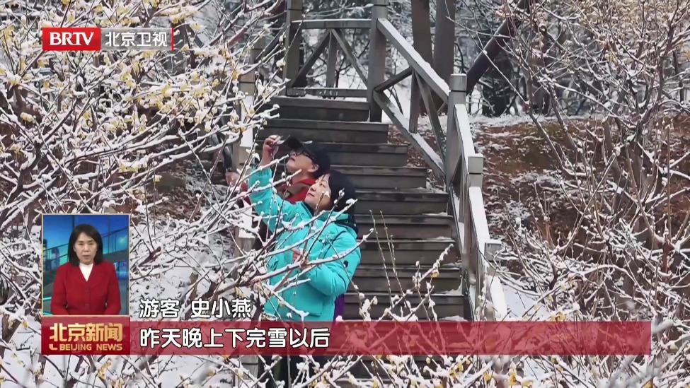 瑞雪迎春 香山公园踏雪寻梅景如画