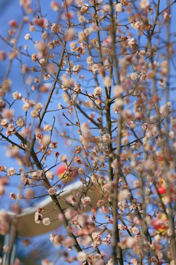 浅粉花团栖在枝桠，与蓝天轻撞出软绒绒的春。刘宗丽 摄