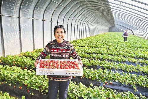 2月14日，农民在邢台市南和区西辛寨村温室大棚采摘草莓。