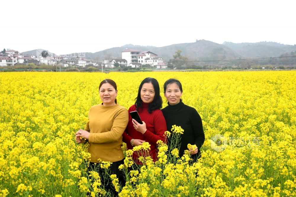 江西南丰：油菜花开游客来（图）