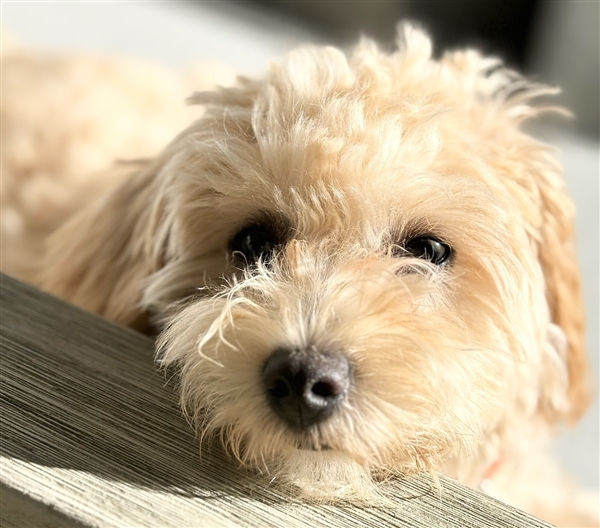 离谱！工程师让小狗乱按键盘：AI竟真把乱码做成了游戏