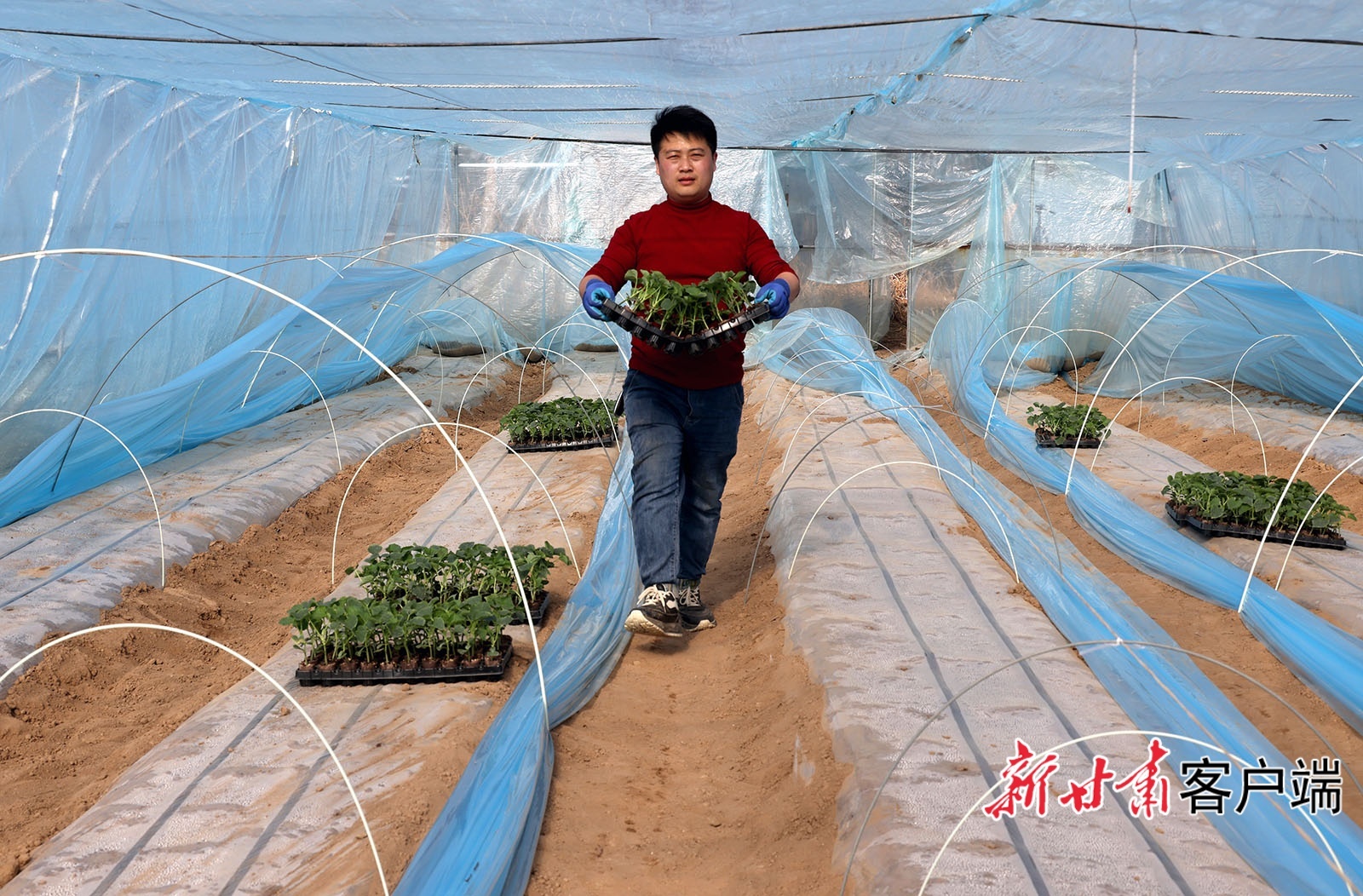 新年伊始,在西峰区什社乡武川村甜瓜基地,种植户抢抓农时定植甜瓜苗。近年来,该村推行“合作社+基地+农户”的发展模式,村办合作社带动近70户村民发展甜瓜产业,今年全村计划种植大棚甜瓜300多棚。新甘肃·甘肃日报通讯员 盘小美