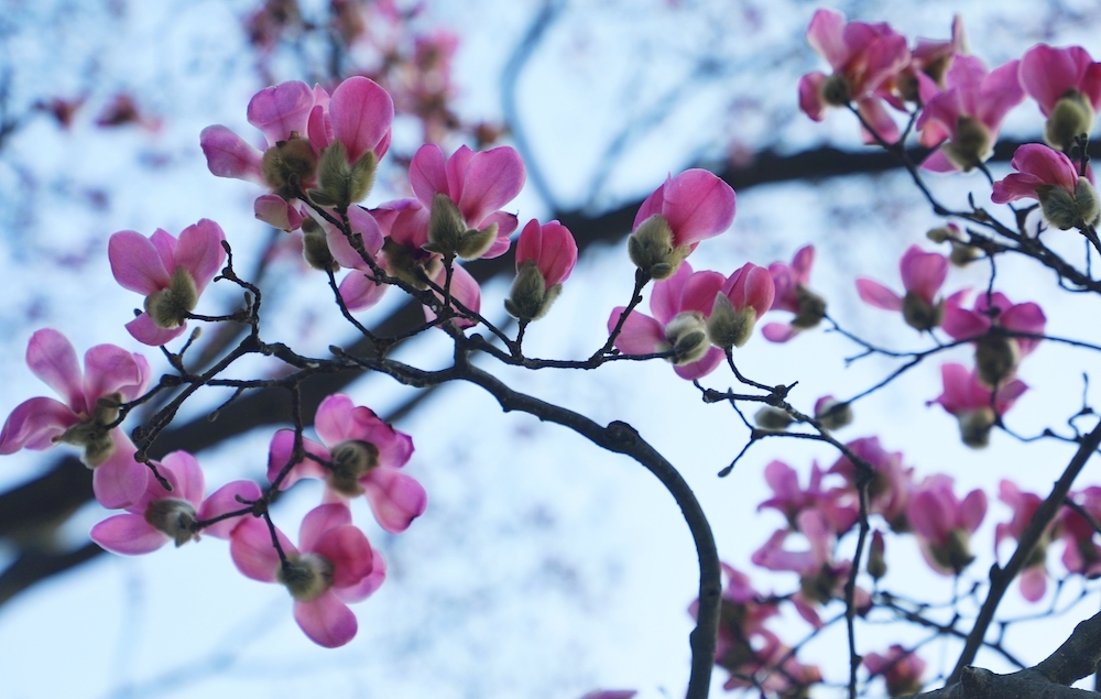 河南魯山:辛夷花開報春來 如詩如畫醉游人