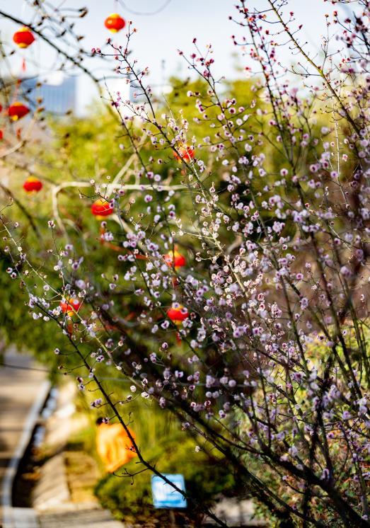 淡粉小花缀满枝，红灯笼藏在花影间。刘晶 摄