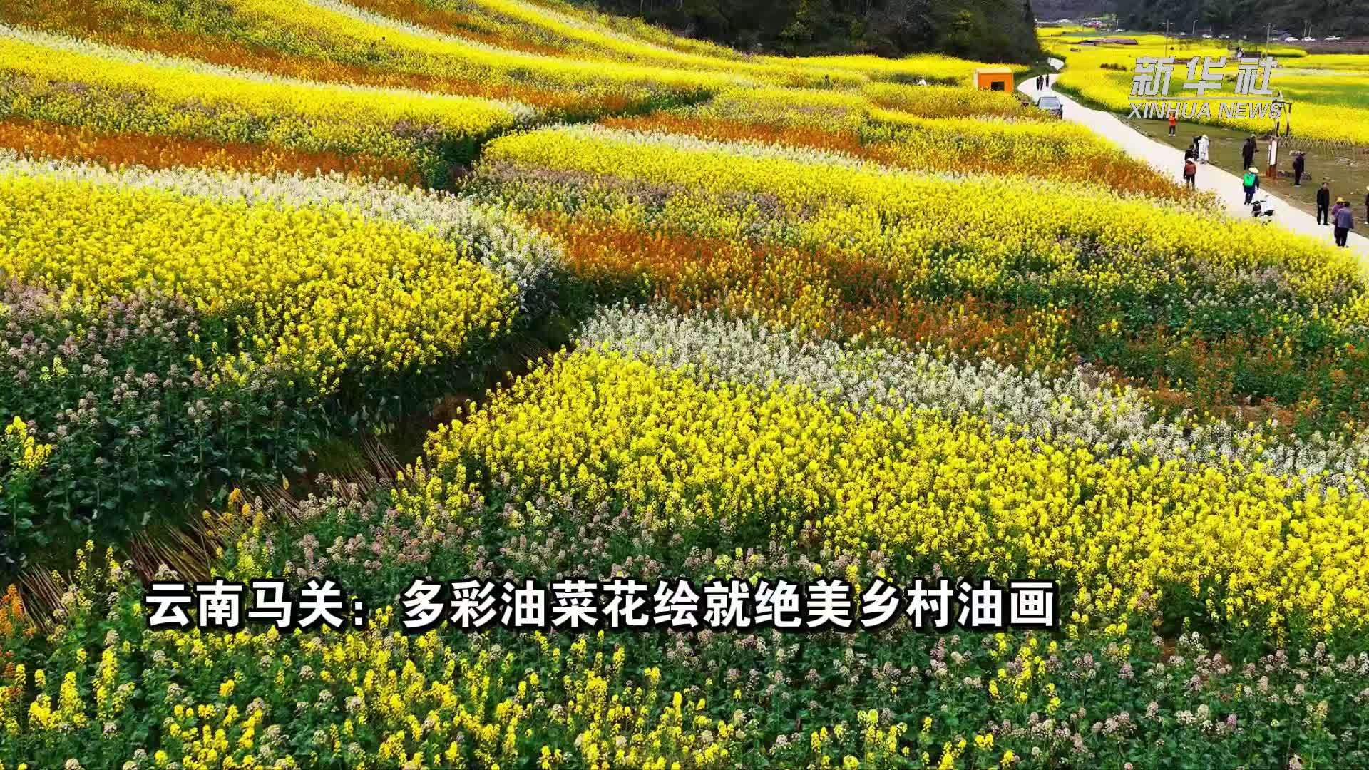 云南马关：多彩油菜花绘就绝美乡村油画