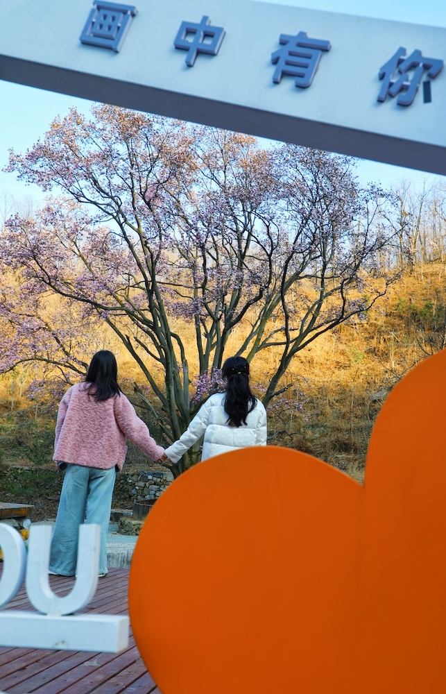 河南魯山:辛夷花開報春來 如詩如畫醉游人