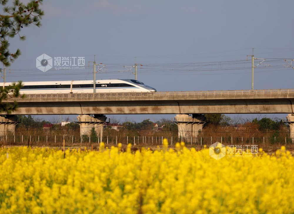 2026年2月22日，江西省吉安市泰和县塘洲镇土洲村境内，一列高铁动车奔驰在昌赣高铁云亭河特大桥上，穿越花海，驶向春天。