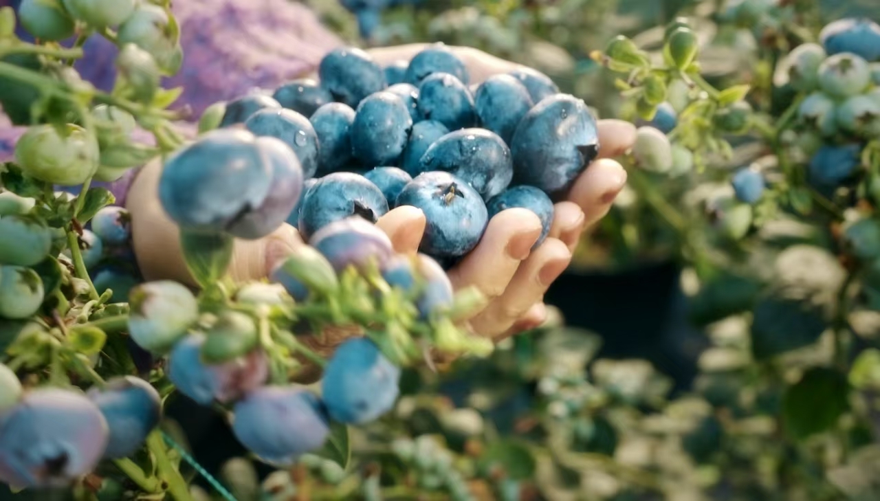 深圳帮扶 “造血”!河源上莞 “蓝莓 + 追龙”融合爆火 解锁乡村振兴新密码