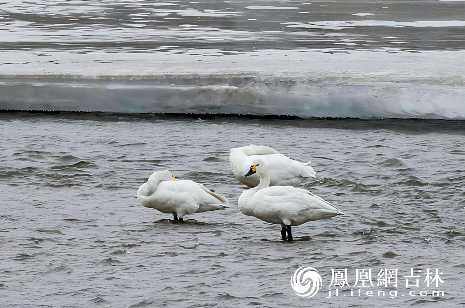 图集丨长春伊通河飞来三只白天鹅