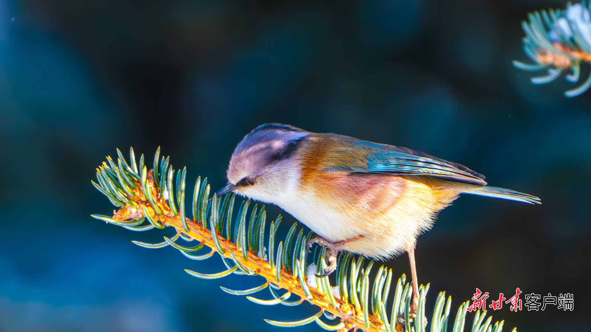 祁连山的凤头雀莺　新甘肃&middot;甘肃日报通讯员　张宏　摄