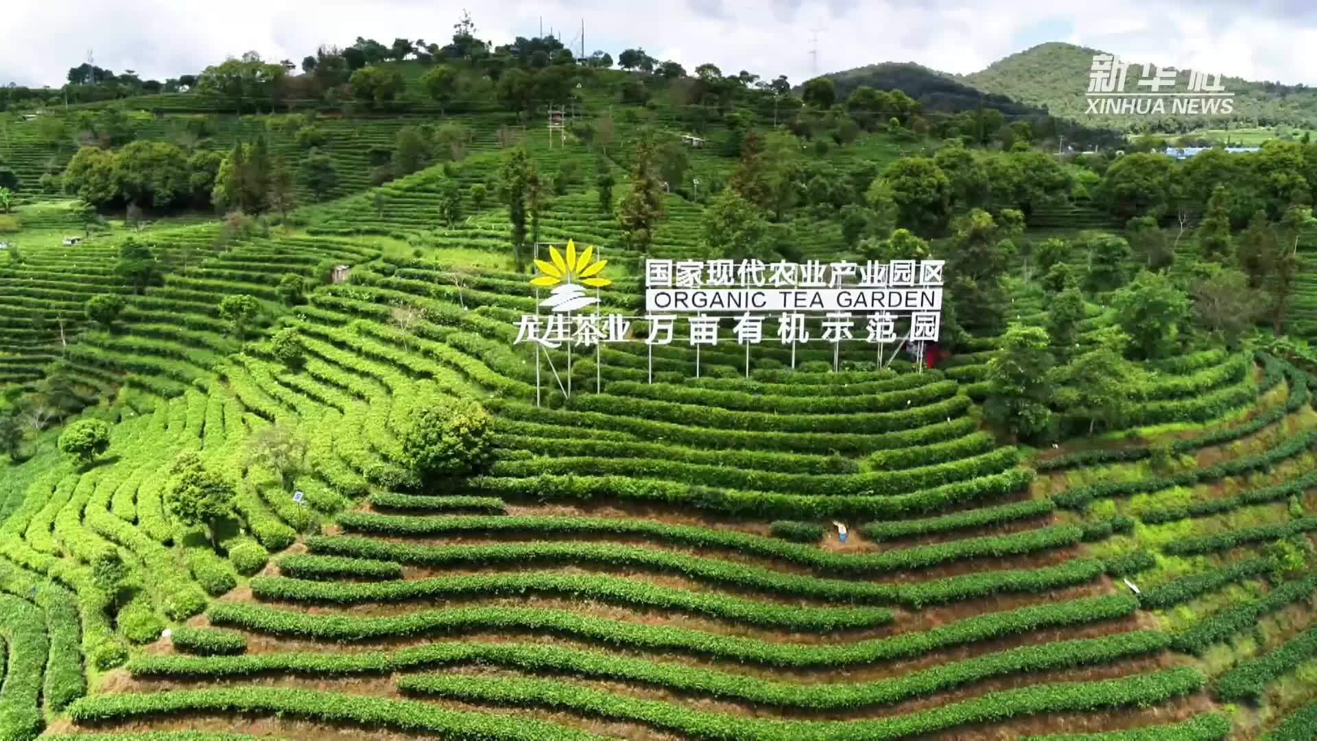 春茶飘香 采摘正忙——云南思茅迎来2026年春茶采摘季