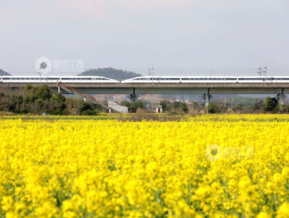 江西分宜:列车穿行春日花海(图)