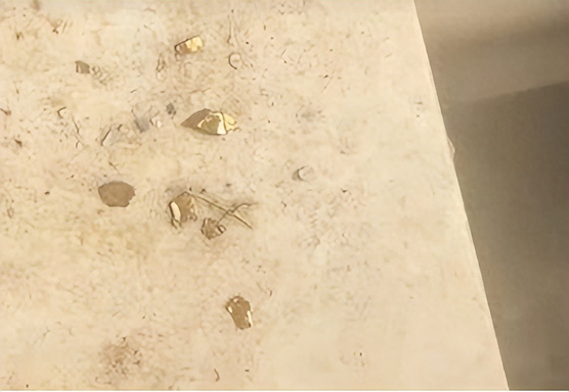 鸭肚中剖出多颗金色颗粒,初步鉴定为黄金