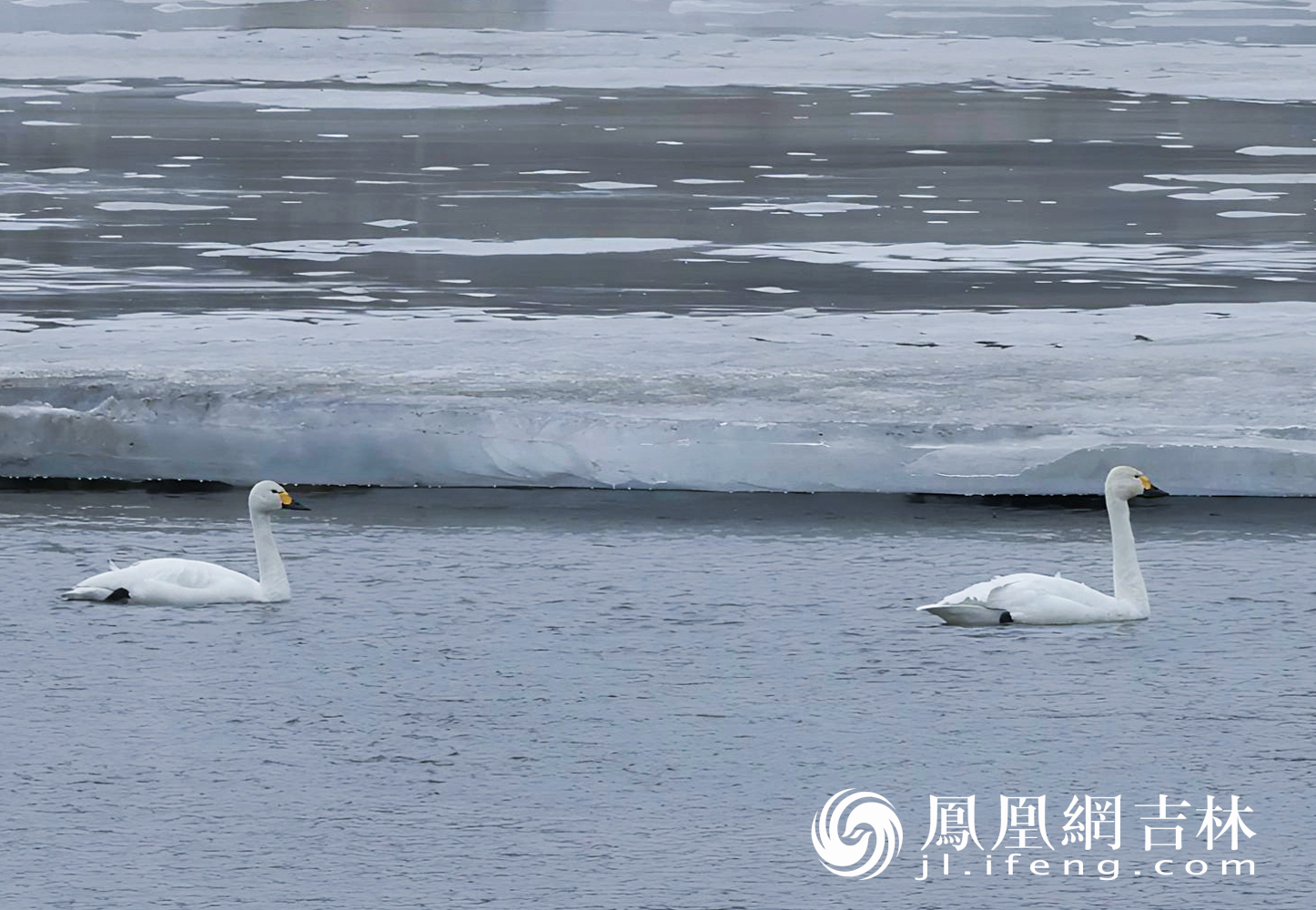 图集丨长春伊通河飞来三只白天鹅