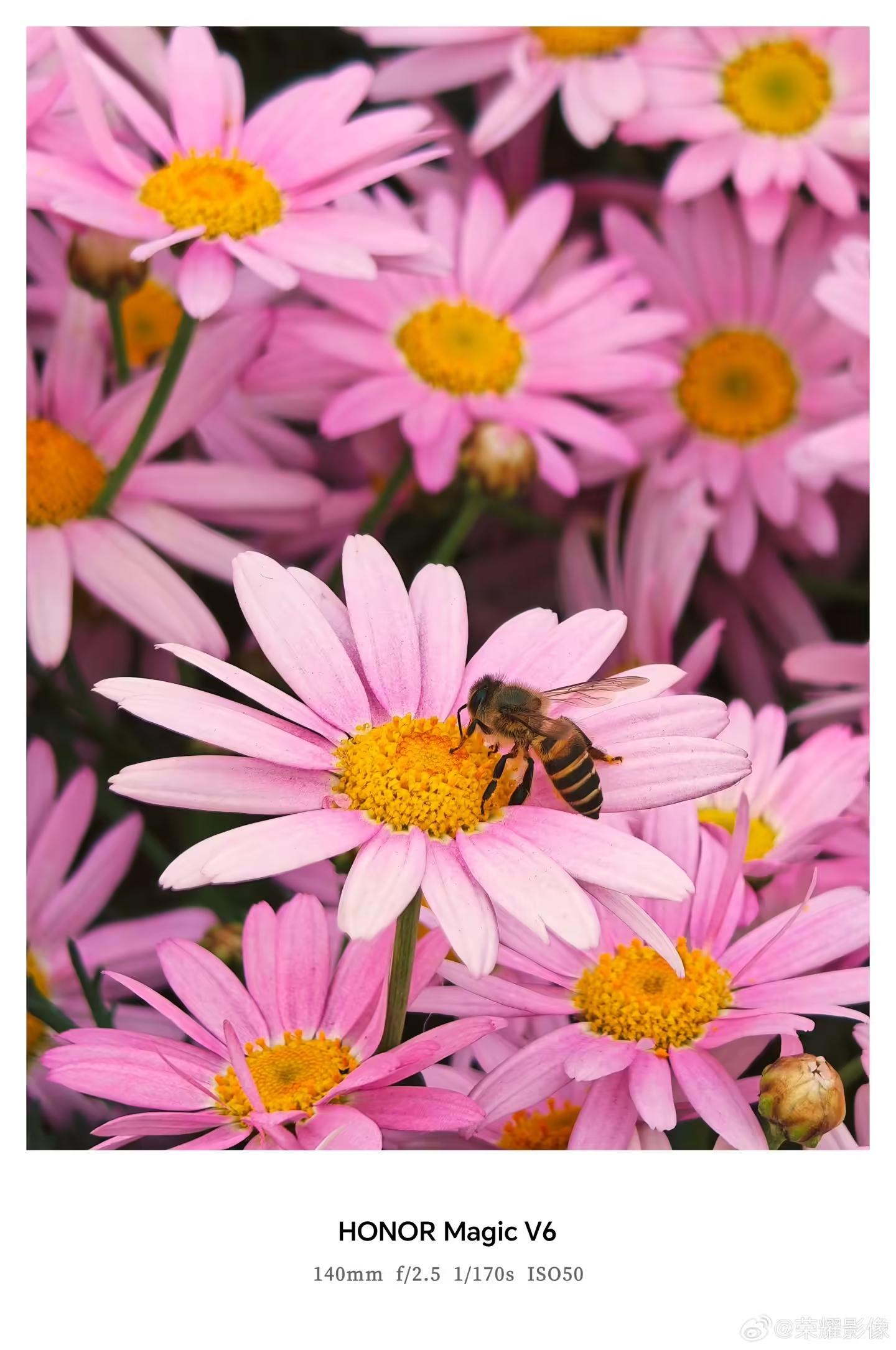 荣耀Magic V6折叠屏新机拍摄样张公布,AiMAGE影像加持