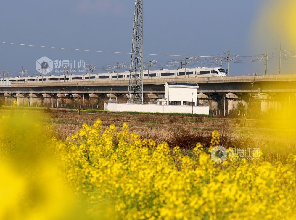 2026年2月22日，江西省吉安市泰和县塘洲镇土洲村境内，一列高铁动车奔驰在昌赣高铁云亭河特大桥上，穿越花海，驶向春天。