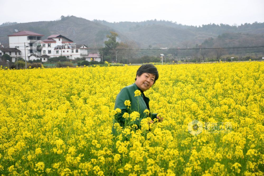 江西南丰：油菜花开游客来（图）