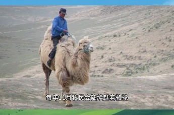 云游阿勒泰——吉木乃县萨吾尔冬牧文化旅游节