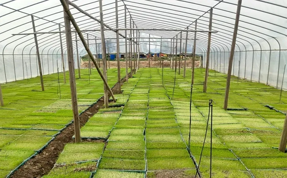 中山阜沙镇:抢抓春耕好时节,筑牢粮食安全线