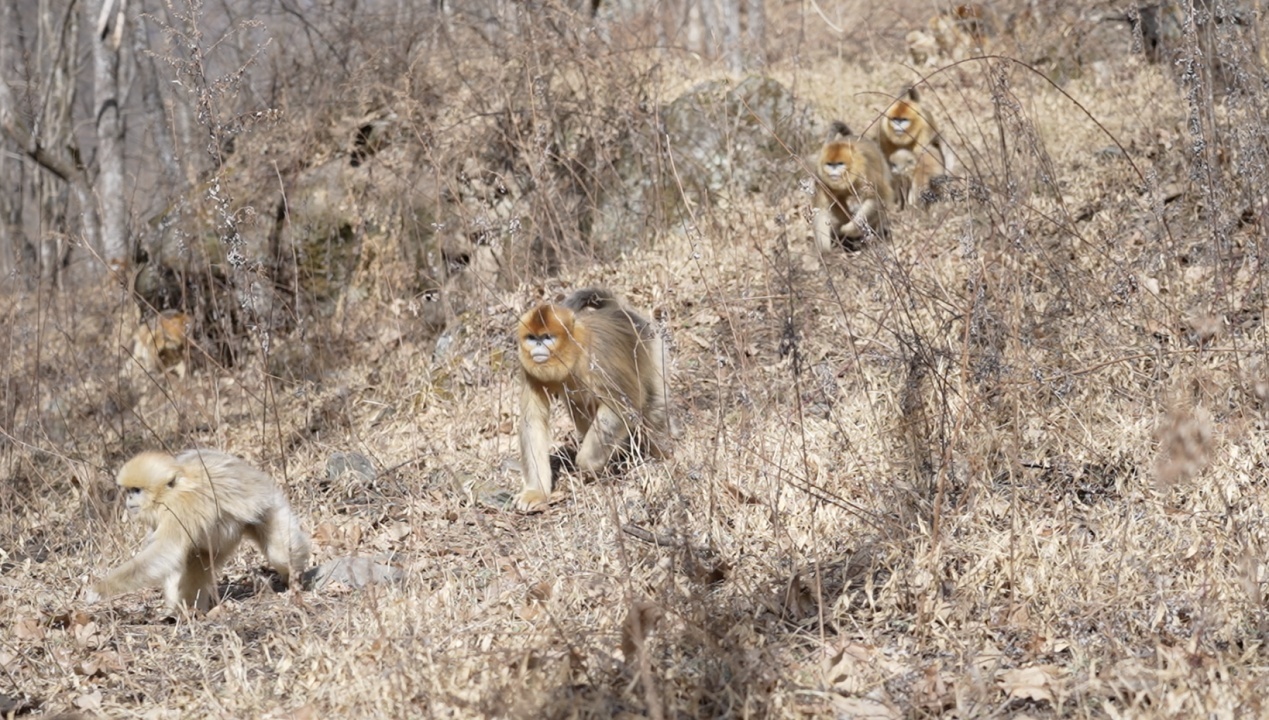 玉皇庙监测群的川金丝猴