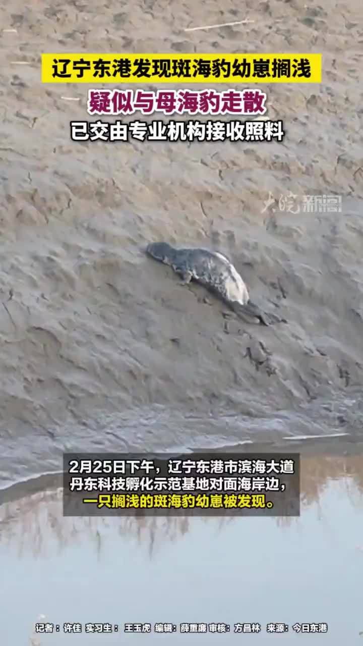 辽宁东港发现斑海豹幼崽搁浅，疑似与母海豹走散，已交由专业机构接收照料#斑海豹 #辽宁dou知道       2月25日下午，辽宁东港市滨海大道丹东科技孵化示范基地对面海岸边，一只搁浅的斑海豹幼崽被发现