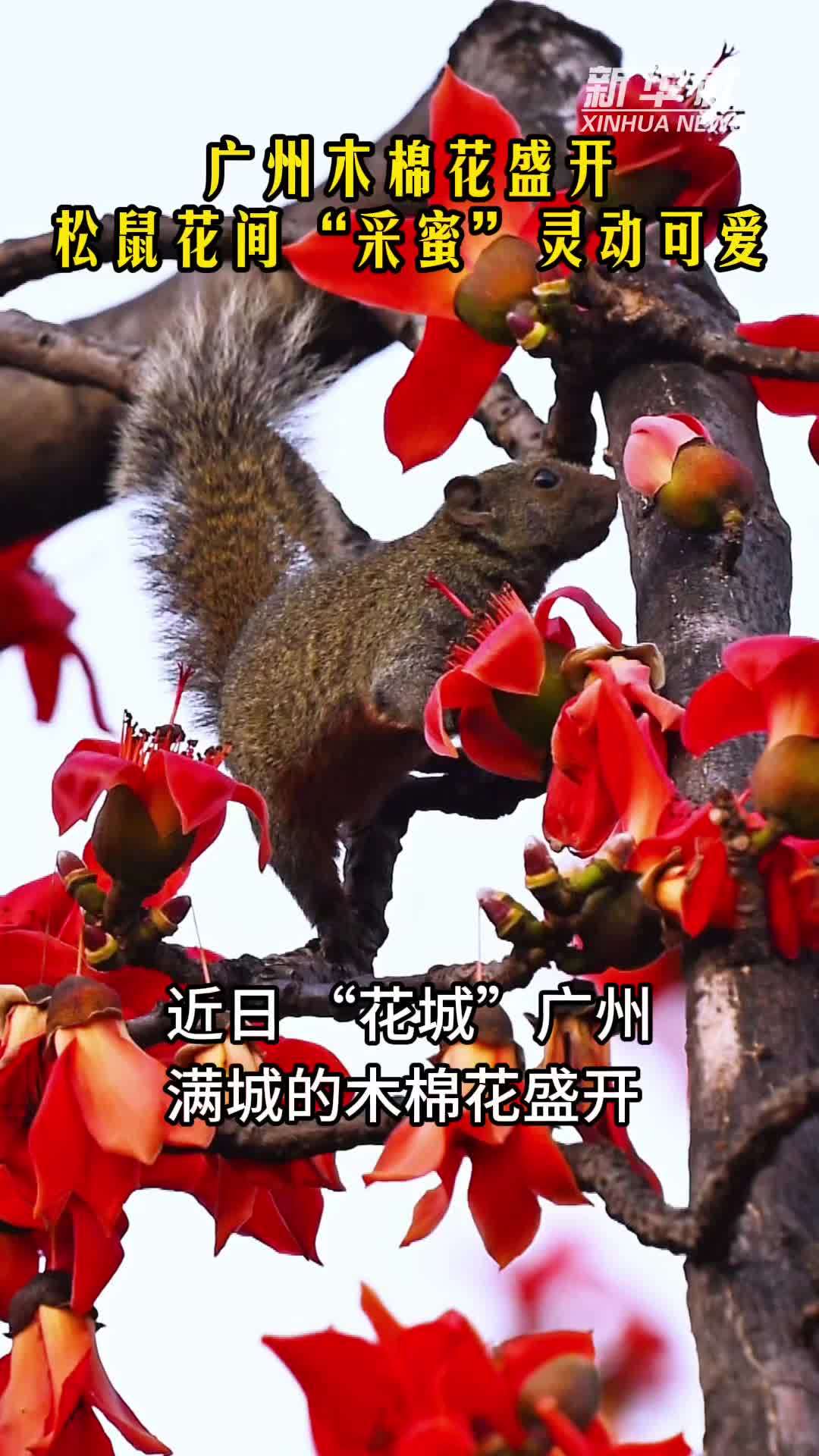 广州木棉花盛开 松鼠花间“采蜜”灵动可爱