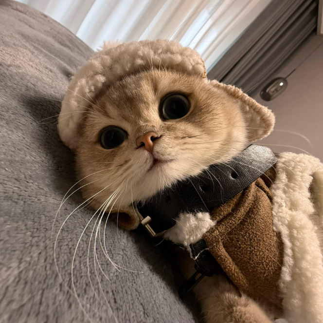 2026玻璃胃猫咪的猫粮推荐:护肠软便克星,精准适配全场景需求