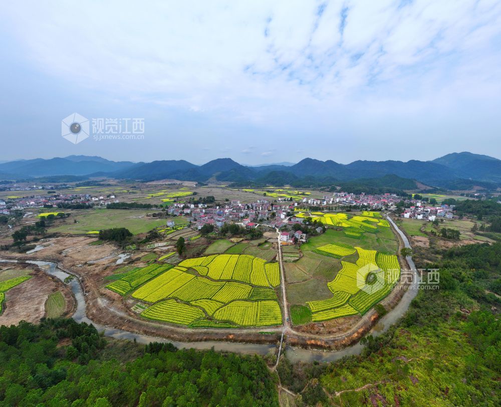 2026年2月23日,江西省井冈山市碧溪镇游家村,金黄的油菜花与村庄农房、大山相映成景,春日田园美丽如画。