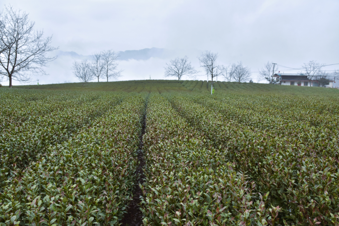 陇南文县茶园 图源:王永进 拍摄