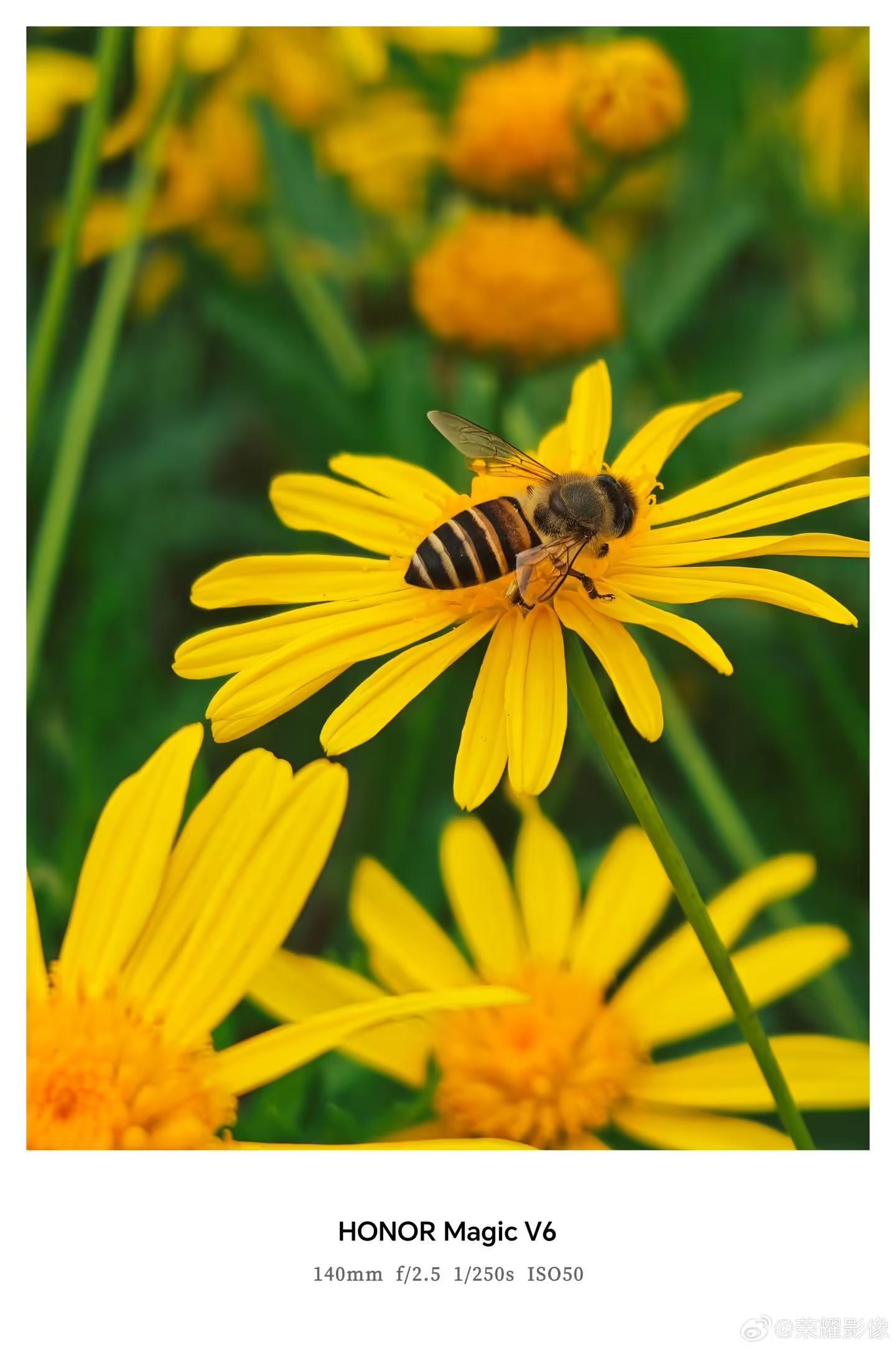 荣耀Magic V6折叠屏新机拍摄样张公布,AiMAGE影像加持