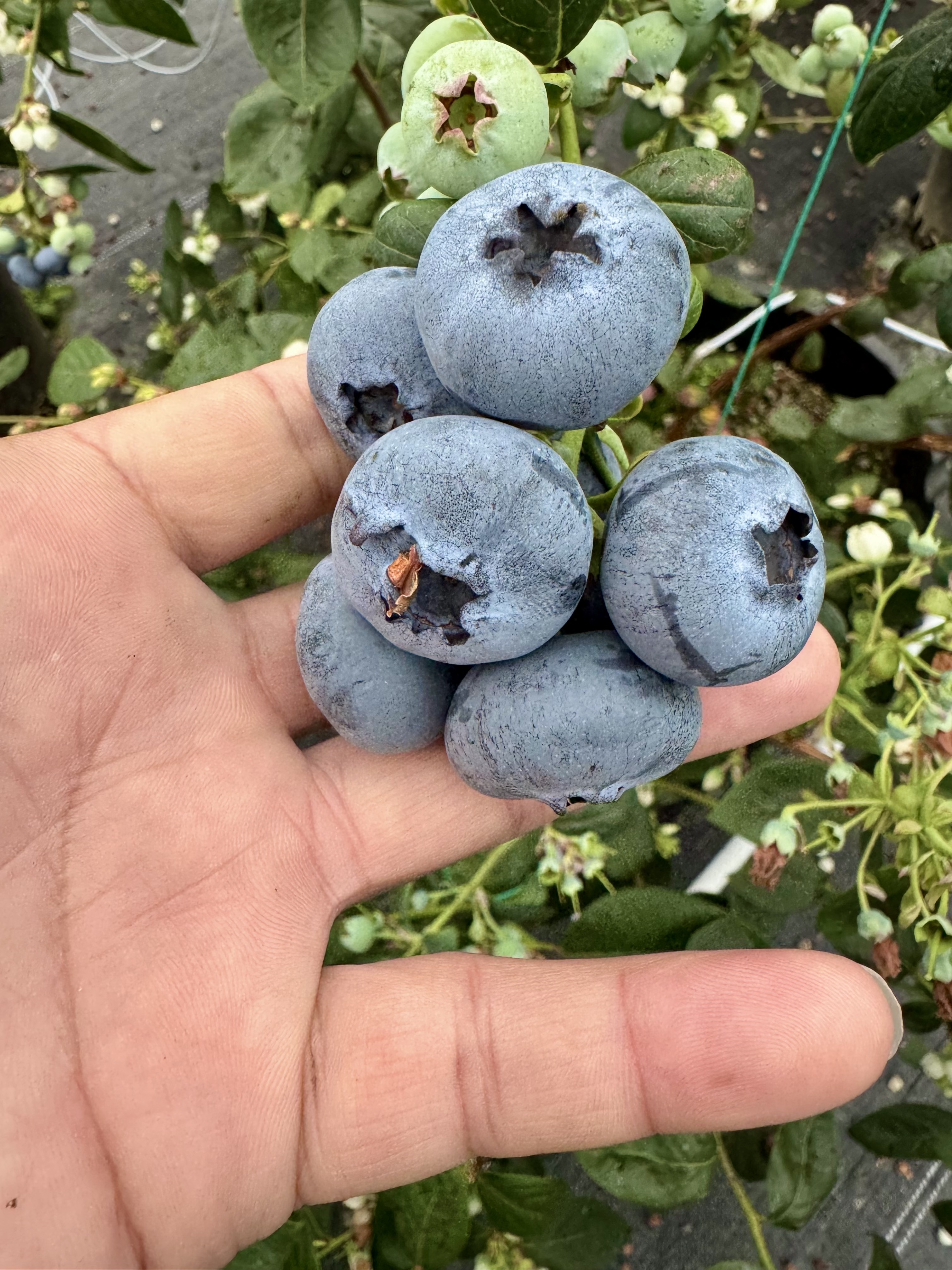 深圳帮扶 “造血”!河源上莞 “蓝莓 + 追龙”融合爆火 解锁乡村振兴新密码