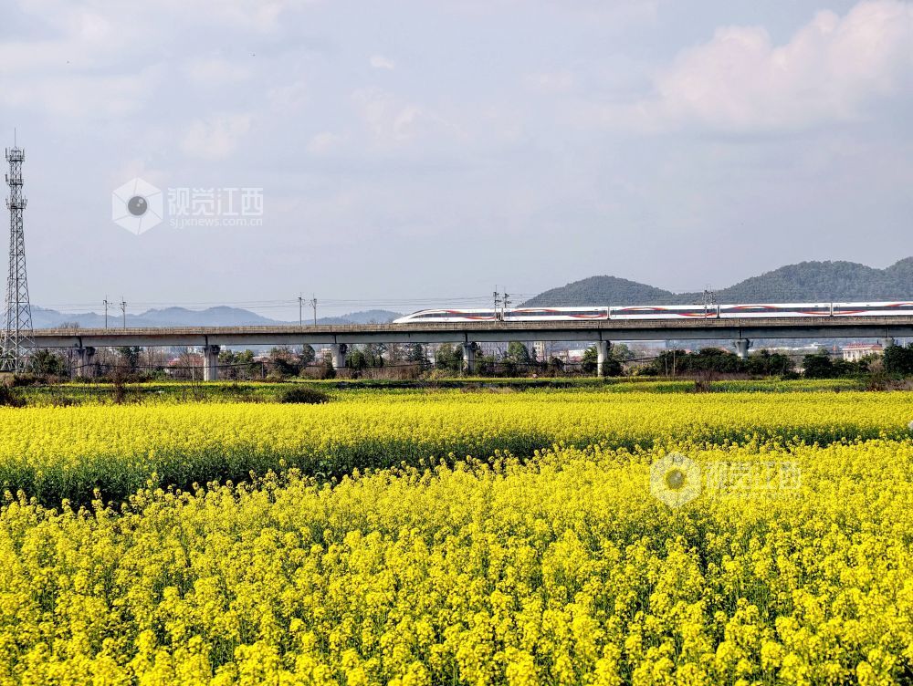 江西分宜:列车穿行春日花海(图)