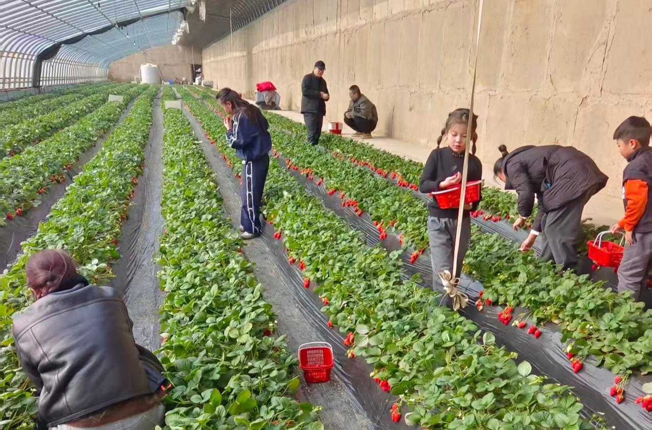 秦东生态农场草莓采摘深受小朋友喜爱
