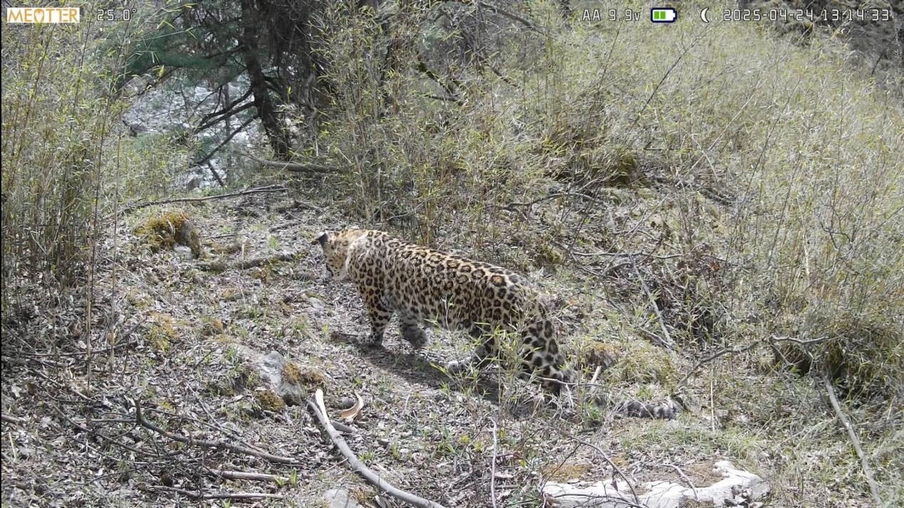 红外相机记录的金钱豹活动画面（保护区供图）