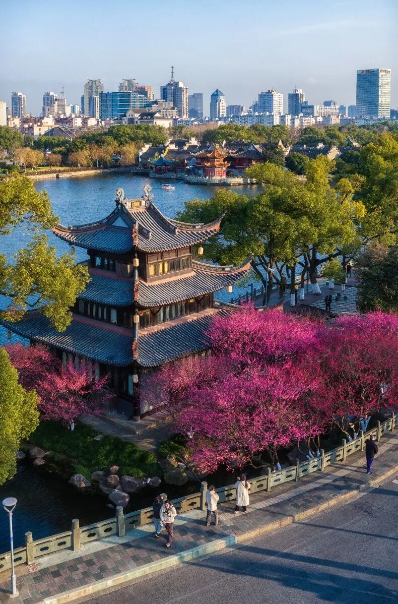 2.18 冯亮 月湖超然阁梅花 (2).jpg