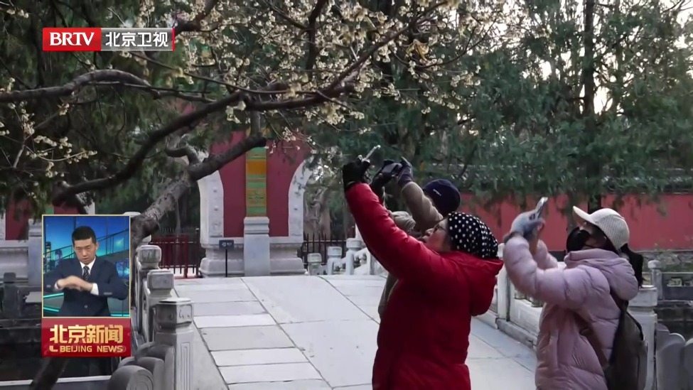 北京市属公园蜡梅进入盛花期